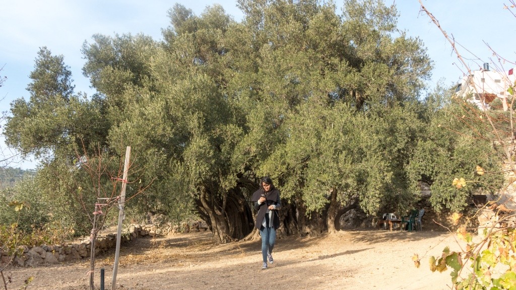 شجرة البدوي أقدم شجرة معمرة وباقية بجهود الفلسطينيين ورعايتهم